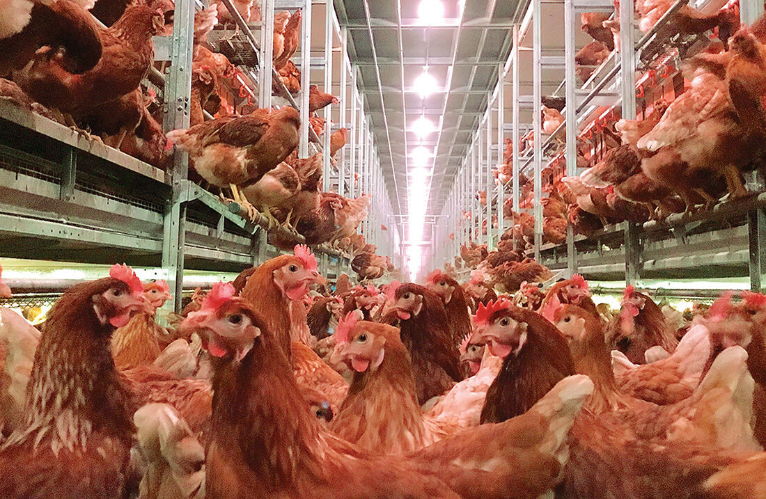 Chickens in poultry house